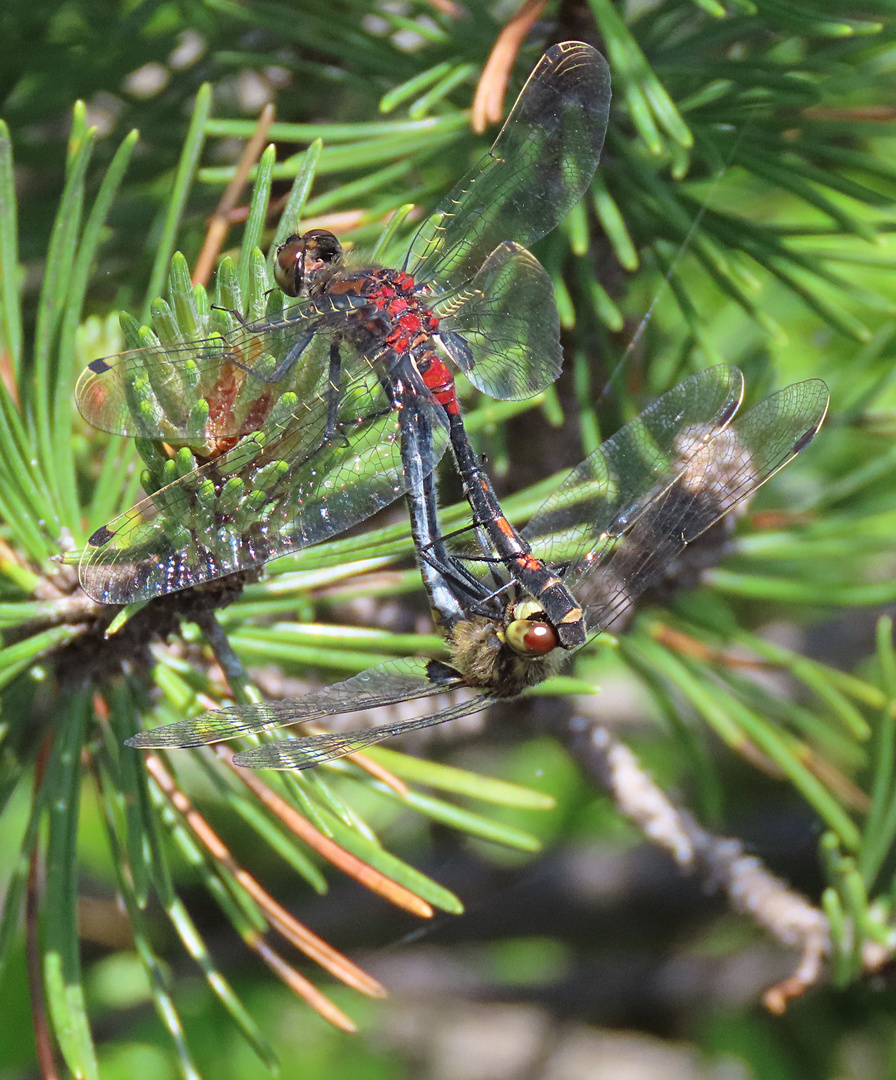 Leucorrhinia dubia am Latschensee im Bayerischen Wald