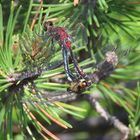 Leucorrhinia dubia am Latschensee im Bayerischen Wald