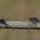 Leucorrhinia dubia + rubicunda