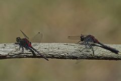 Leucorrhinia dubia + rubicunda