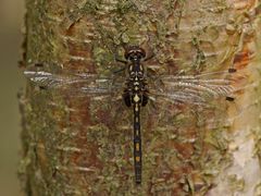 Leucorrhinia dubia, Weibchen