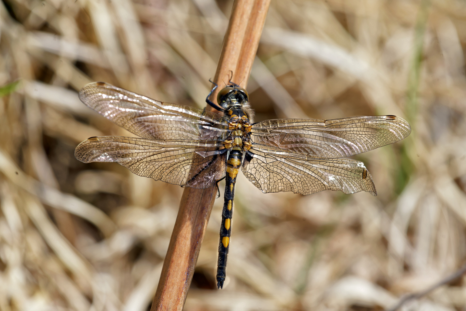 Leucorrhinia rubicunda Foto & Bild fotos, natur, insekten Bilder auf