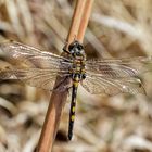 Leucorrhinia rubicunda