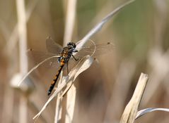 Leucorrhinia rubicunda