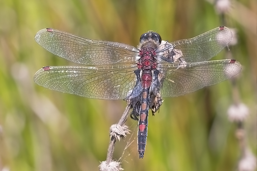 Leucorrhinia rubicunda