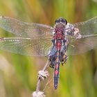 Leucorrhinia rubicunda