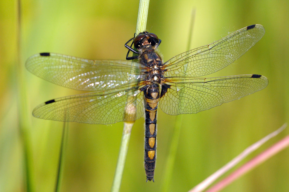 Leucorrhinia rubicunda oder pectoralis???