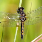 Leucorrhinia rubicunda oder pectoralis???