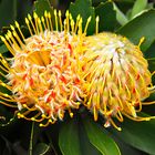 Leucospermum