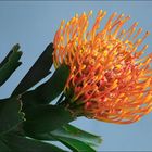 Leucospermum