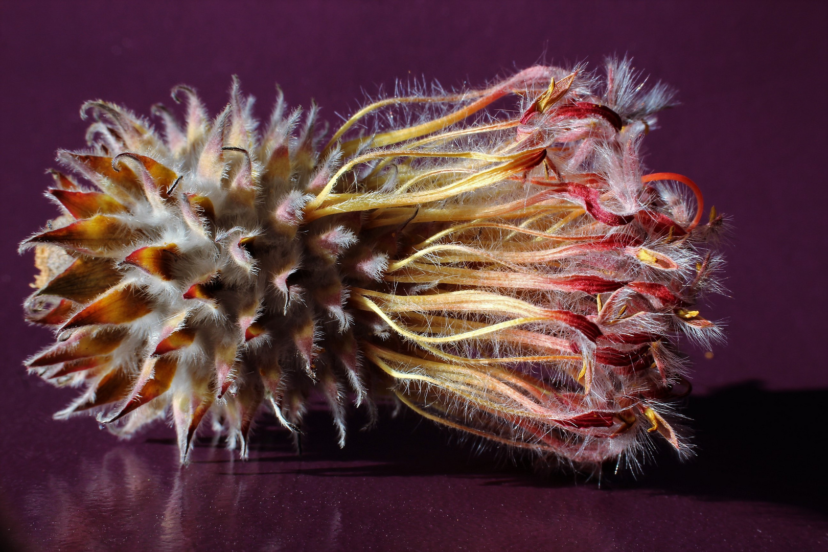 Leucospermum cordifolium 