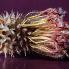 Leucospermum cordifolium 