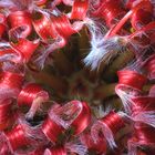 Leucospermum cordifolium (détails)