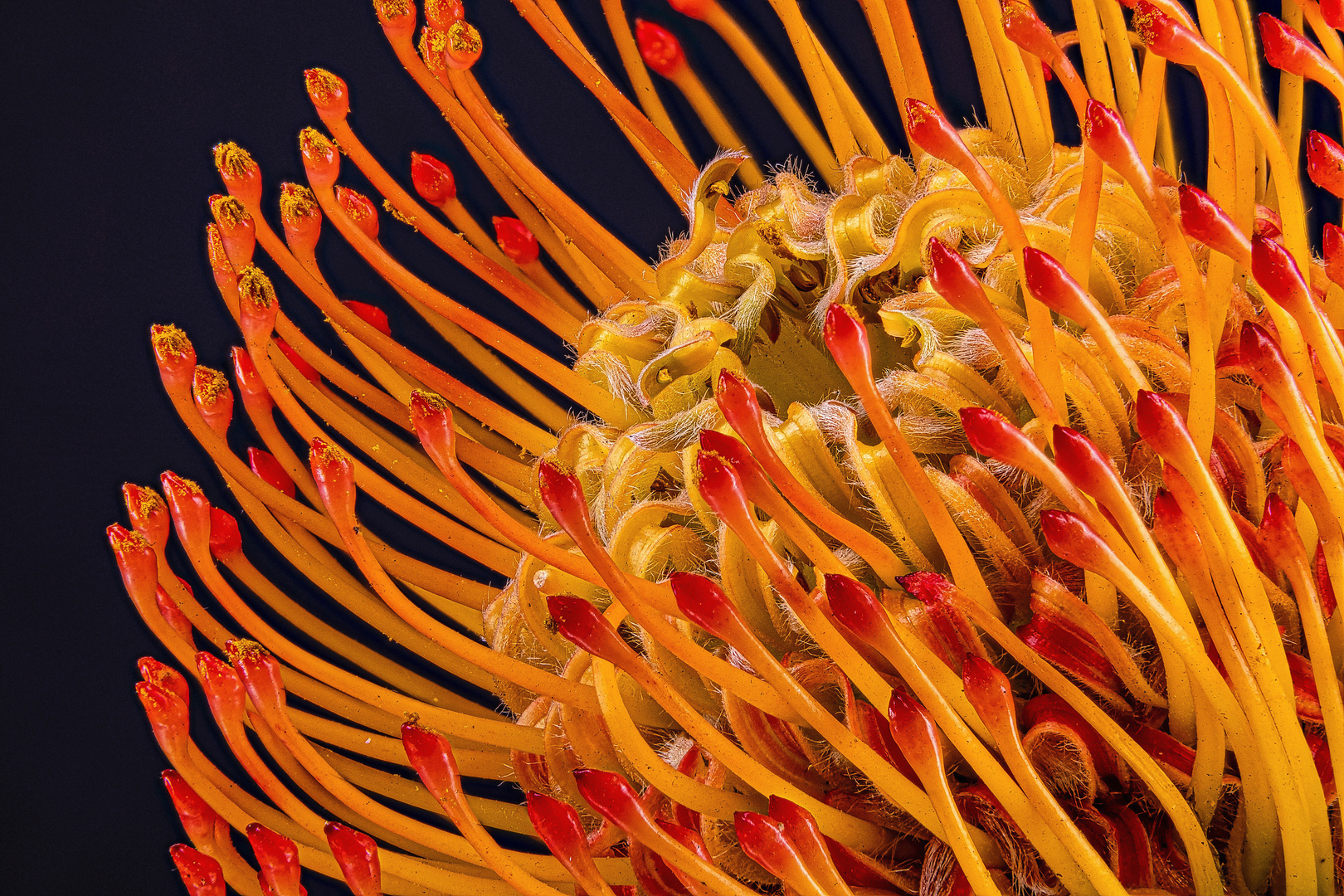 Leucospermum cordifolium (Nadelkissen)