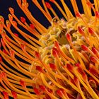 Leucospermum cordifolium (Nadelkissen)