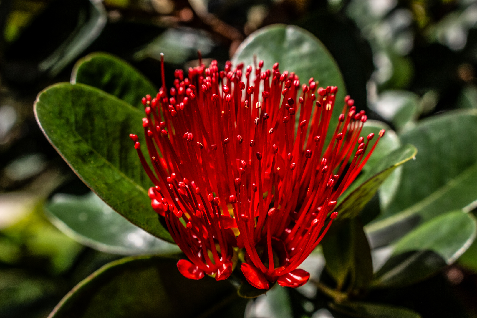 Leucospermum