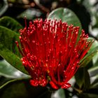 Leucospermum