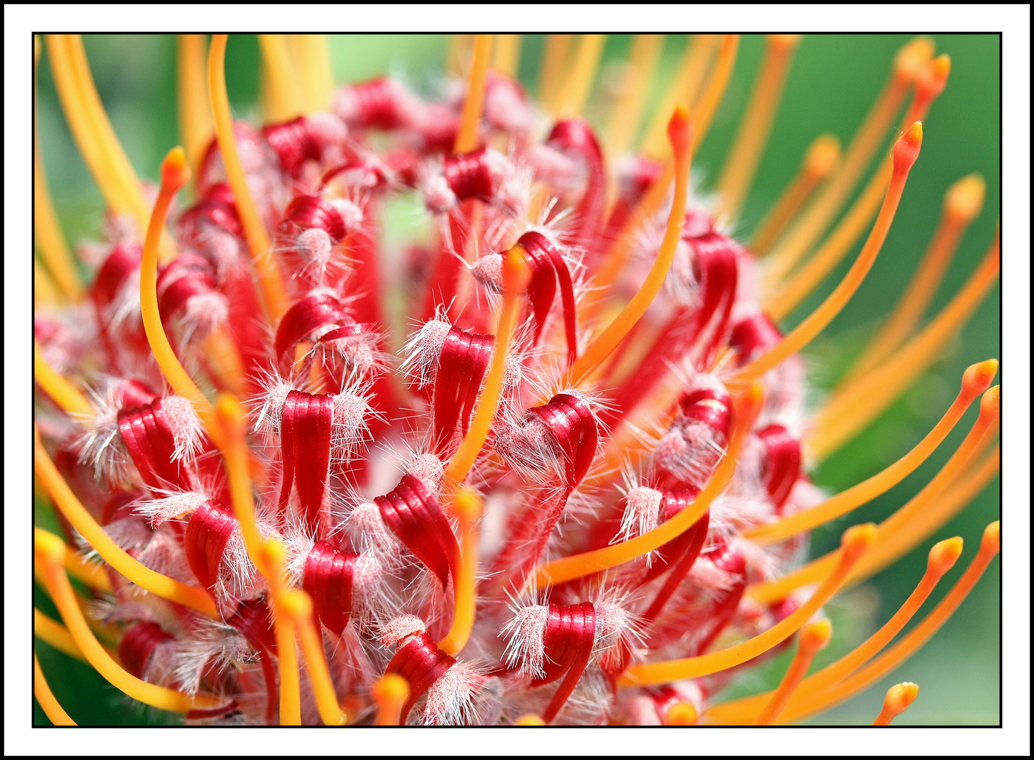 Leucospermum glabrum