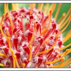 Leucospermum glabrum