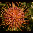 Leucospermum (Nadelkissen)