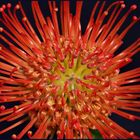 Leucospermum - Nadelkissen( Protea) die Sorte>>Tango Red>>