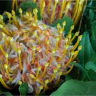 [ Leucospermum “Scarlett Ribbon” #2 ]