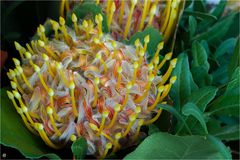 [ Leucospermum “Scarlett Ribbon” #2 ]