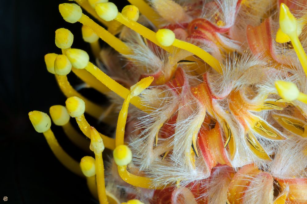 [ Leucospermum “Scarlett Ribbon” #3 ]