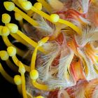 [ Leucospermum “Scarlett Ribbon” #3 ]