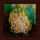 [ Leucospermum “Scarlett Ribbon” ]