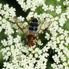 Leucozona glaucia