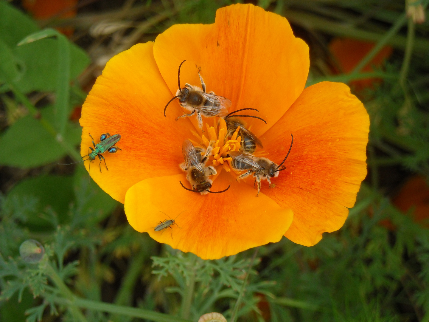 l'europe des insectes