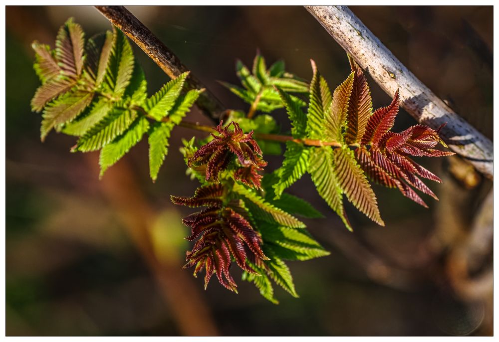 Leute, es ist Frühling.......