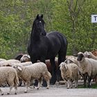 Leute, hier geht`s lang zum Hotel!