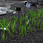 Leute, mir ist der Frühling begegnet ...