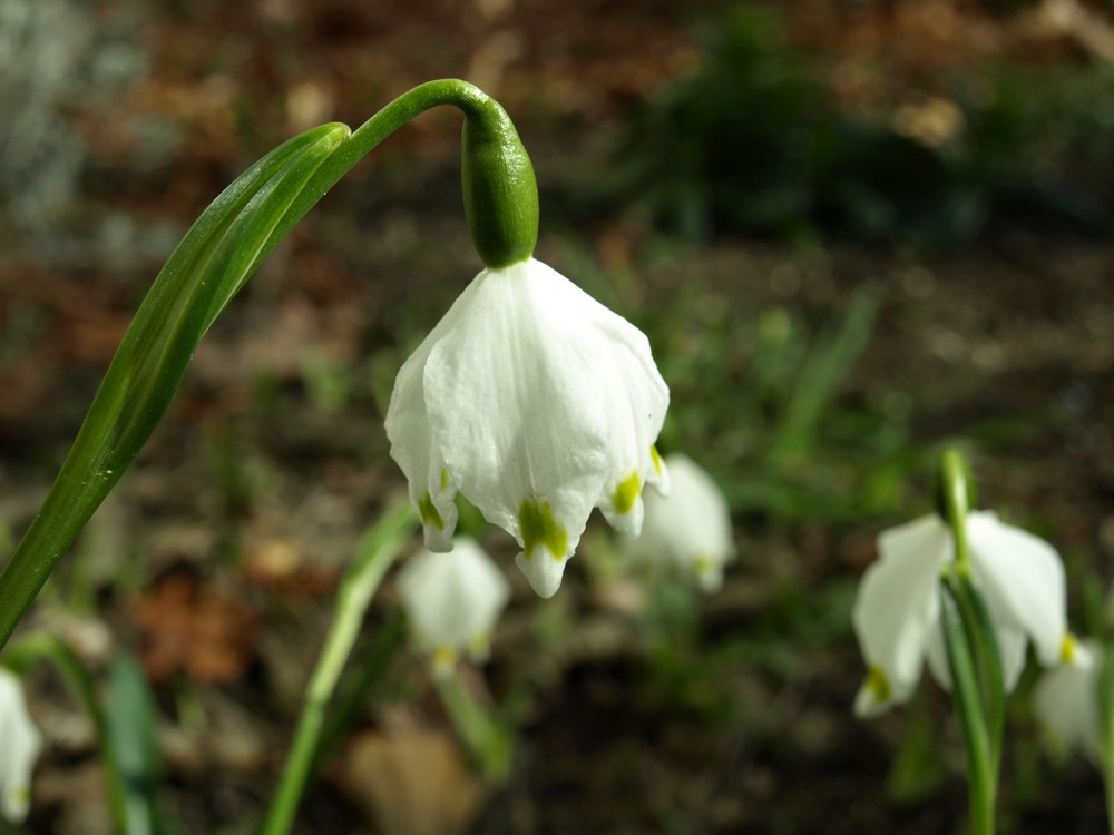 leutet den Frühling ein