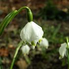 leutet den Frühling ein