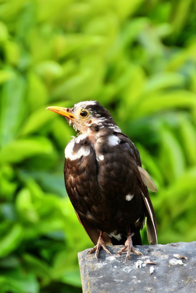 "Leuzismus" - Amsel