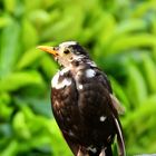 "Leuzismus" - Amsel