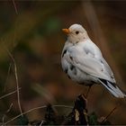 Leuzismus - eine Laune der Natur   . . .