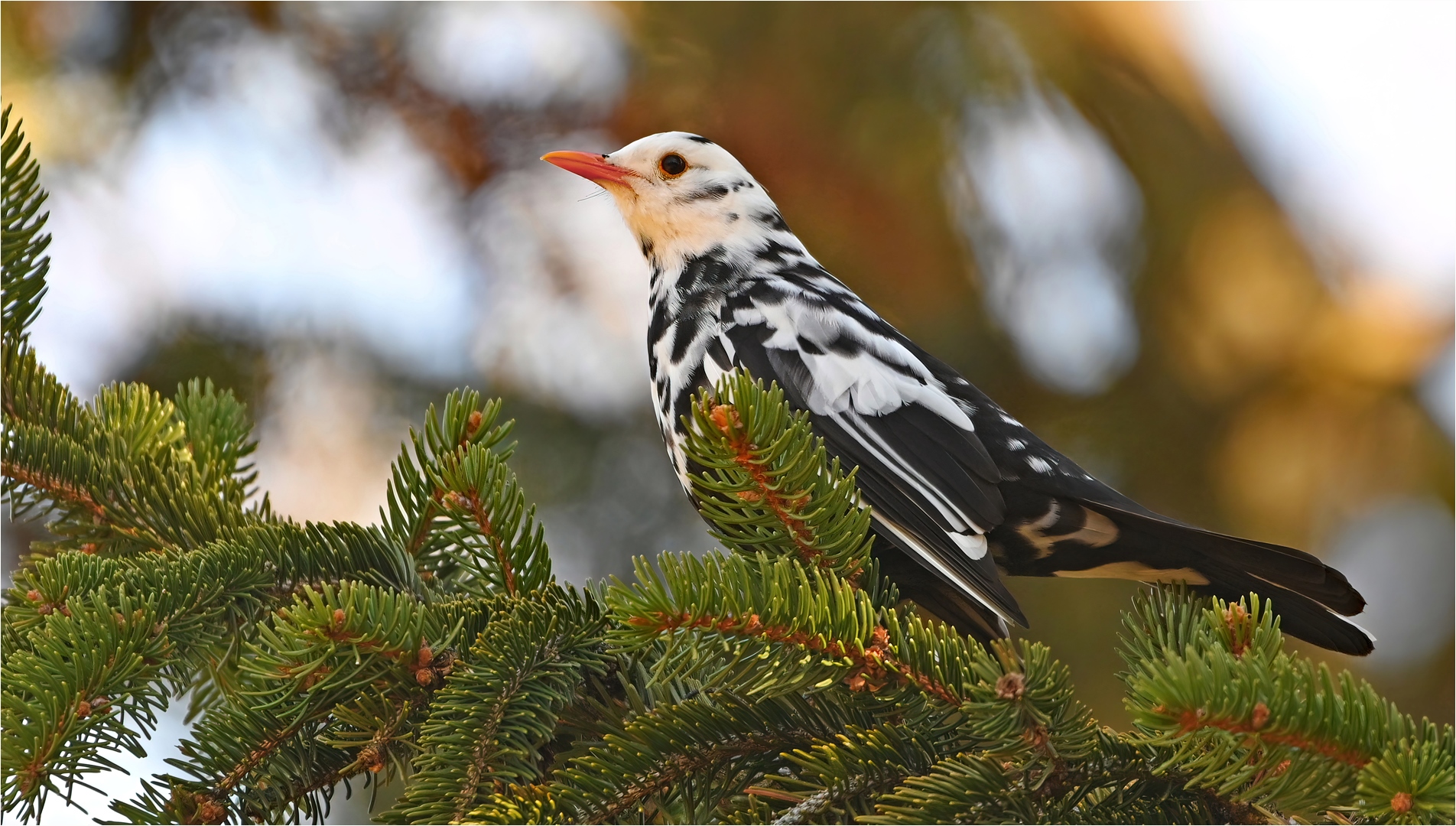 Leuzistische Amsel