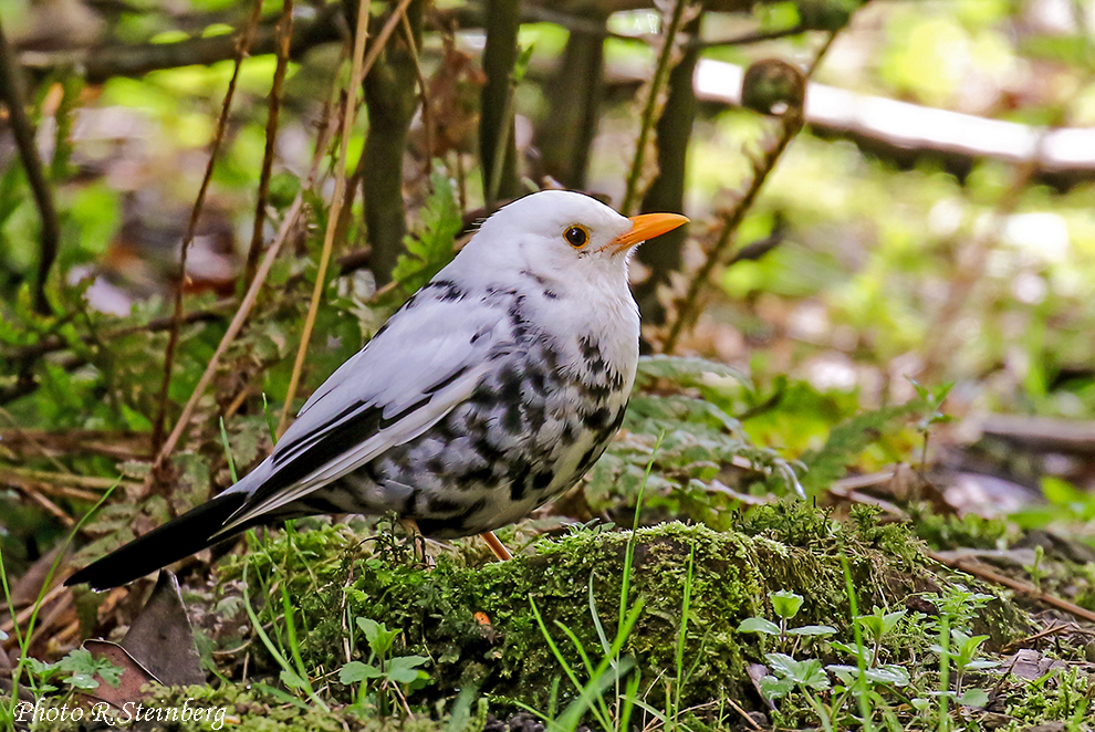 leuzistische Amsel