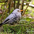 leuzistische Amsel