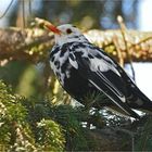 Leuzistische Amsel