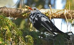 Leuzistische Amsel