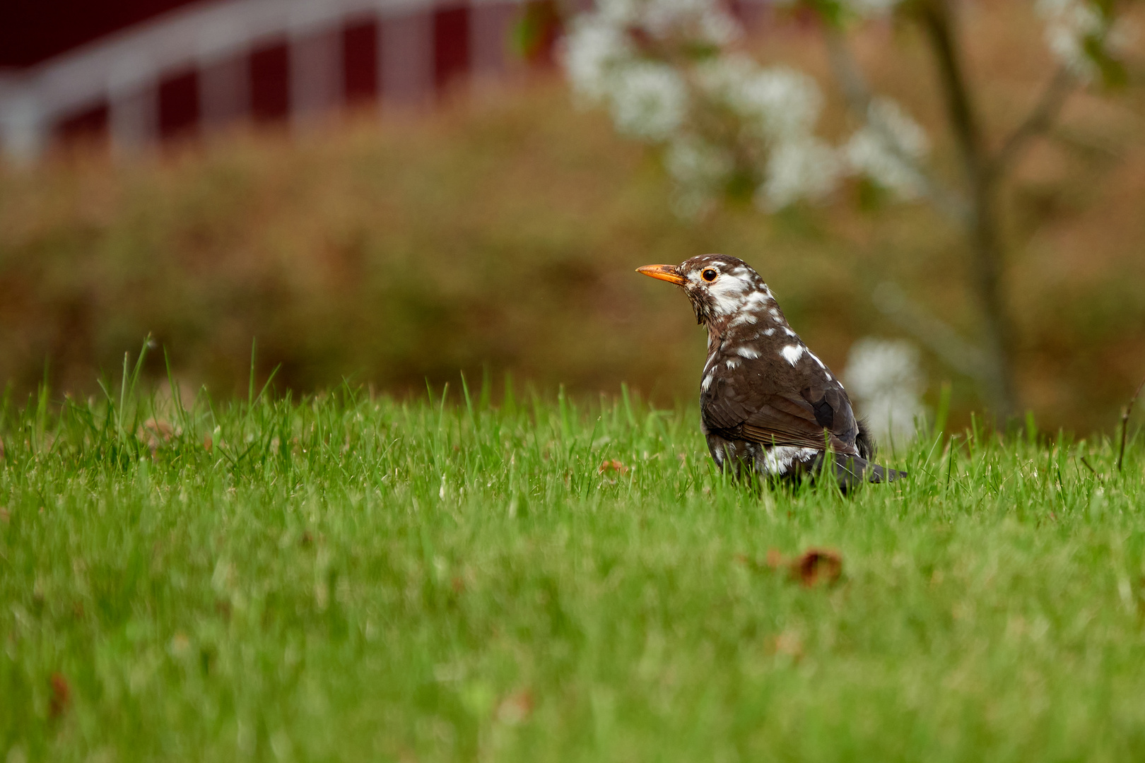 Leuzistische Amsel