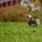 Leuzistische Amsel