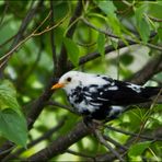 Leuzistische Amsel.