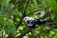 Leuzistische Amsel.