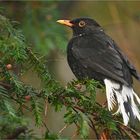 Leuzistische Amsel